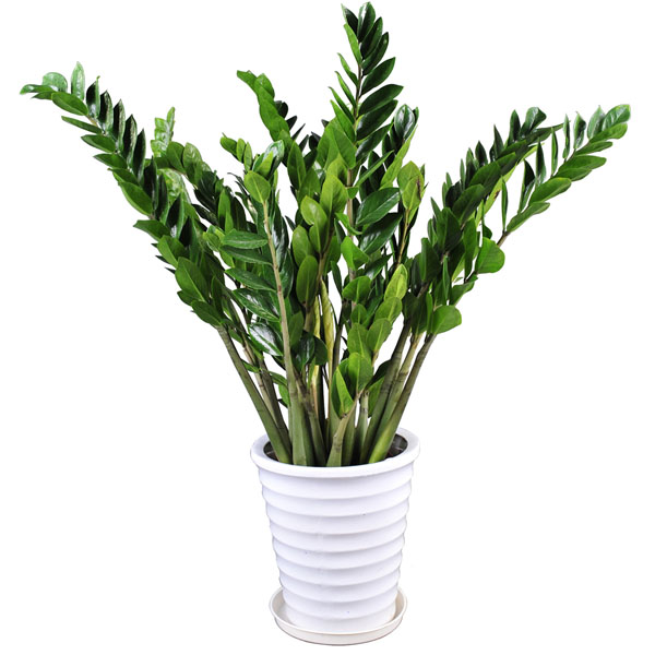 绿植搬家注意事项